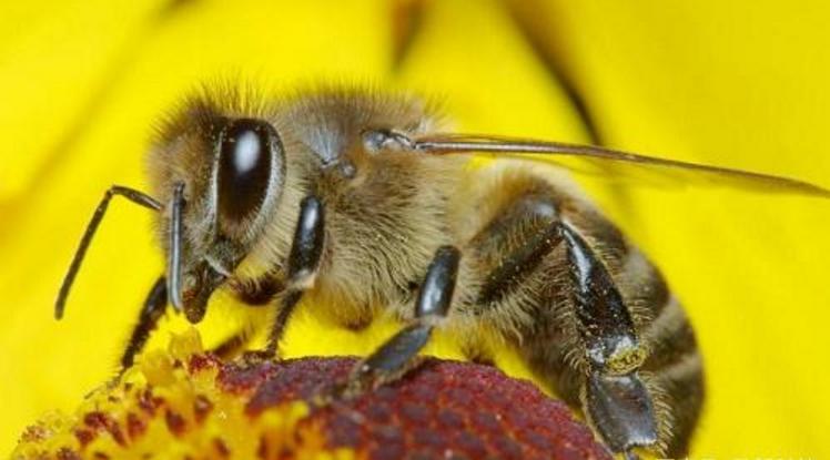 細長會飛的黑色像蜜蜂的蟲子有毒嗎（黑色細腰蜂有毒嗎）