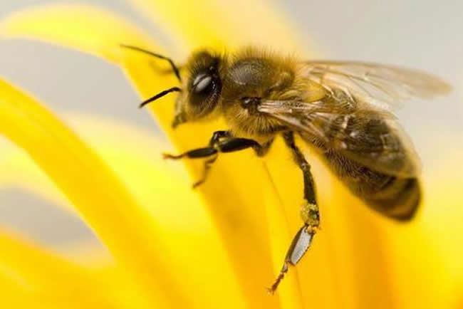 意大利蜂的優(yōu)缺點(diǎn)