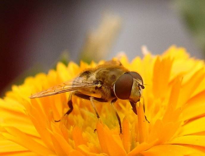 意大利蜂的優(yōu)缺點(diǎn)