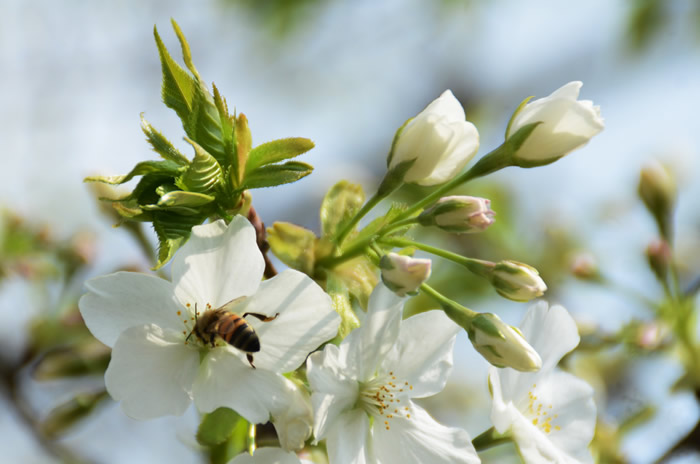 中蜂如何飼養雙王群？有什么優點和缺點(中蜂雙王群的三利三弊)