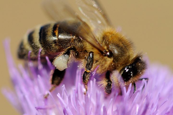 中蜂如何飼養雙王群？有什么優點和缺點(中蜂雙王群的三利三弊)