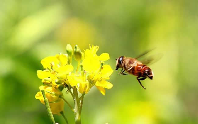 蜜蜂喜歡什么顏色(不同顏色衣服、花、蜂巢、氣味對蜜蜂的影響)