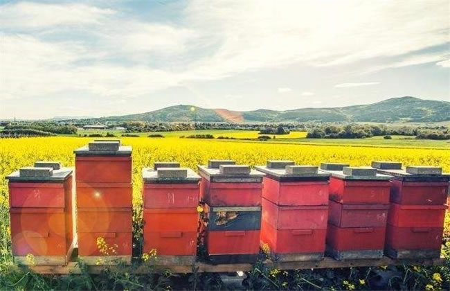 新手如何養(yǎng)好蜜蜂？(7個方法教你養(yǎng)蜜蜂)