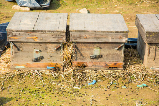 新手如何養(yǎng)好蜜蜂？(7個方法教你養(yǎng)蜜蜂)