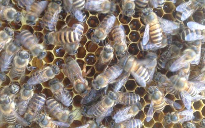 新手養蜂怎么繁殖更快（新手怎樣養蜂繁殖快）