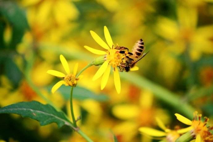雄蜂卵和工蜂卵的區別？