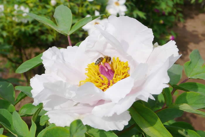 雄蜂卵和工蜂卵的區別？