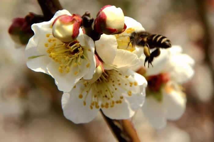 雄蜂卵和工蜂卵的區別？