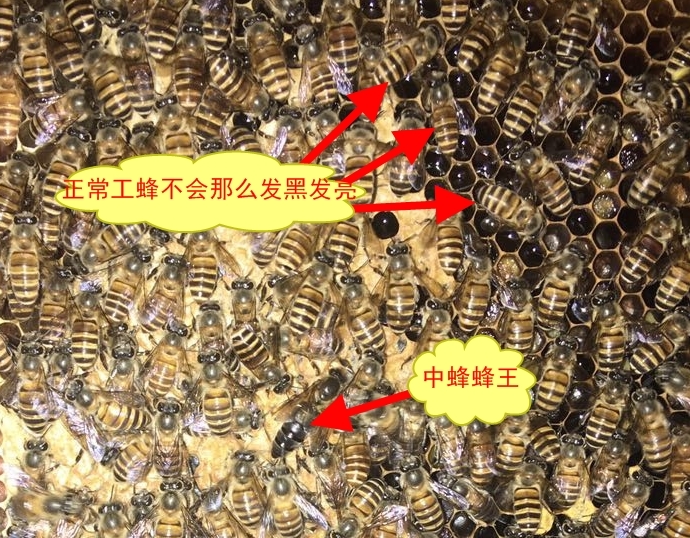 工產(chǎn)蜂和正常工蜂的區(qū)別（工蜂產(chǎn)的卵是什么蜂）