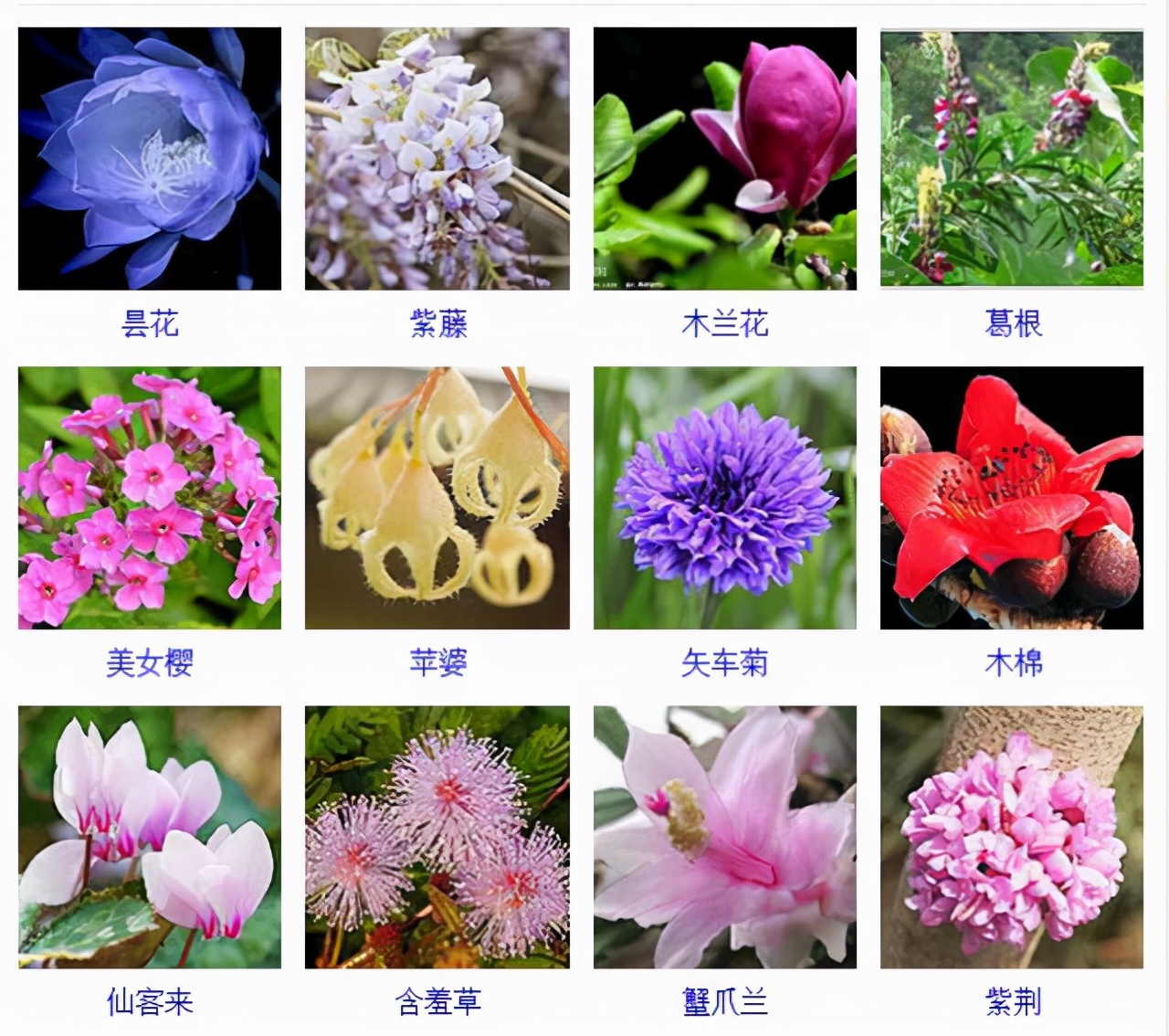 植物品種名稱大全（最常見的800種景觀觀花植物，附植物習(xí)性種植）
