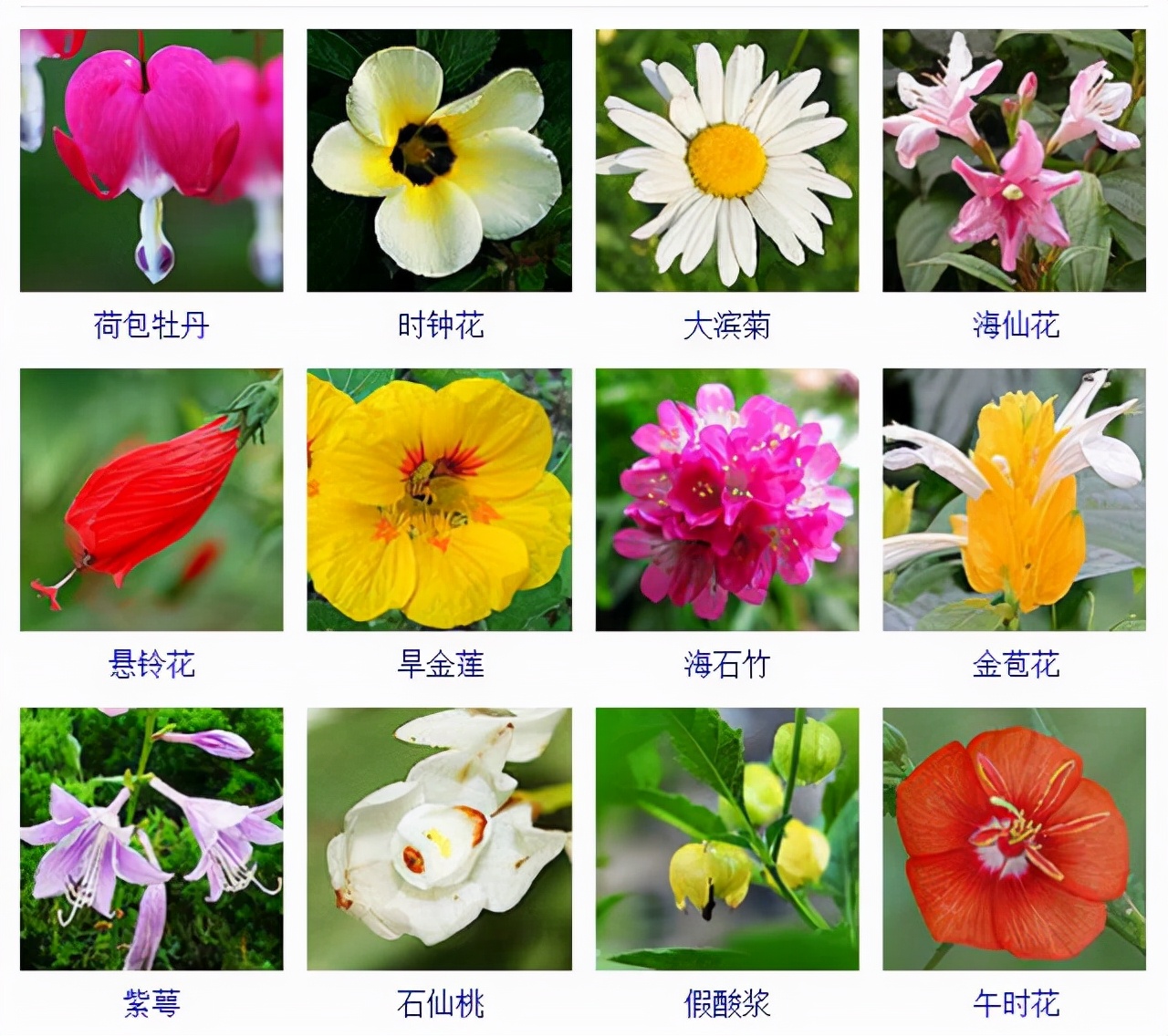 植物品種名稱大全（最常見的800種景觀觀花植物，附植物習(xí)性種植）