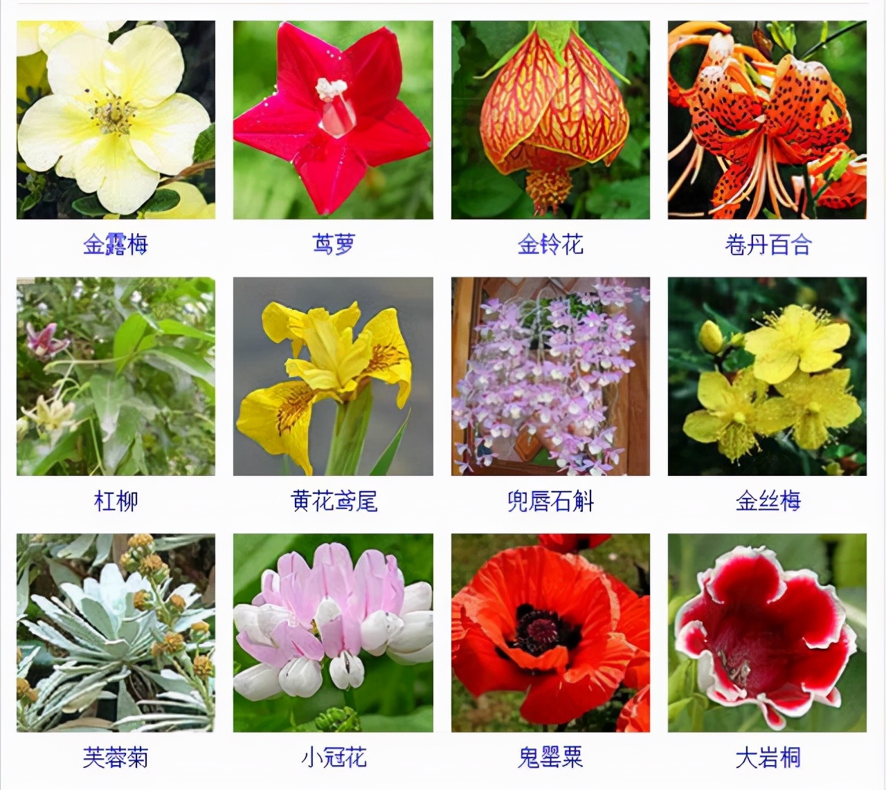 植物品種名稱大全（最常見的800種景觀觀花植物，附植物習(xí)性種植）