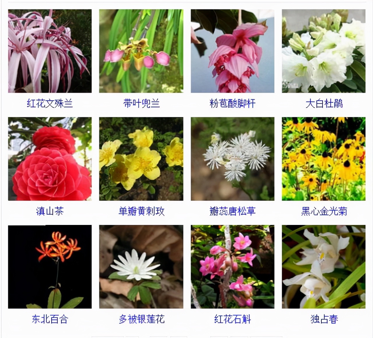 植物品種名稱大全（最常見的800種景觀觀花植物，附植物習(xí)性種植）