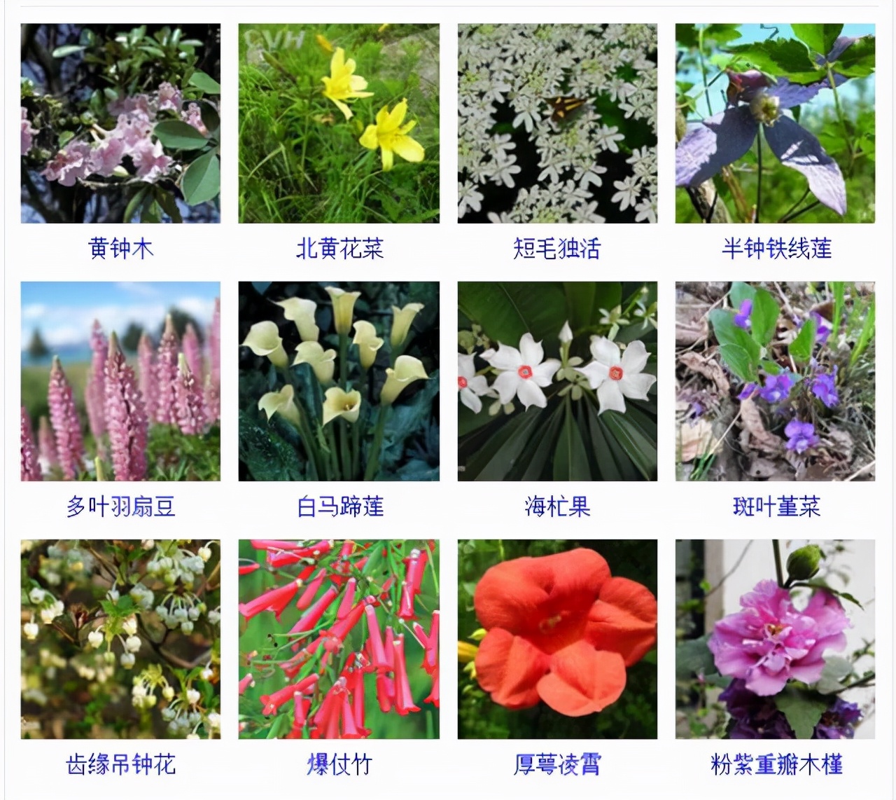 植物品種名稱大全（最常見的800種景觀觀花植物，附植物習(xí)性種植）