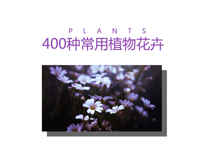 植物品種名稱大全（最常見的800種景觀觀花植物，附植物習(xí)性種植）