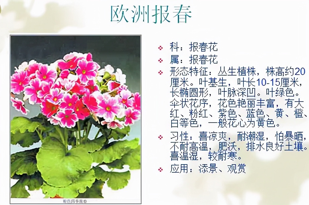 植物品種名稱大全（最常見的800種景觀觀花植物，附植物習(xí)性種植）