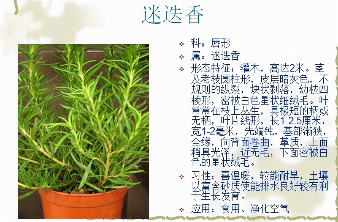 植物品種名稱大全（最常見的800種景觀觀花植物，附植物習(xí)性種植）