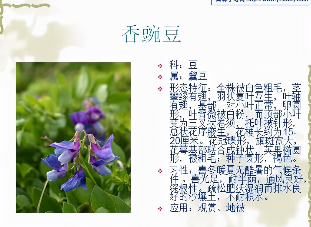 植物品種名稱大全（最常見的800種景觀觀花植物，附植物習(xí)性種植）