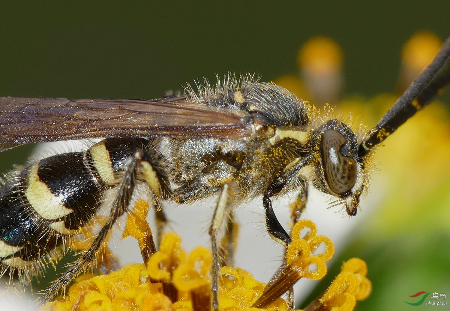 工蜂變黑油亮是什么原因（工蜂發(fā)黑還可以合群嗎）