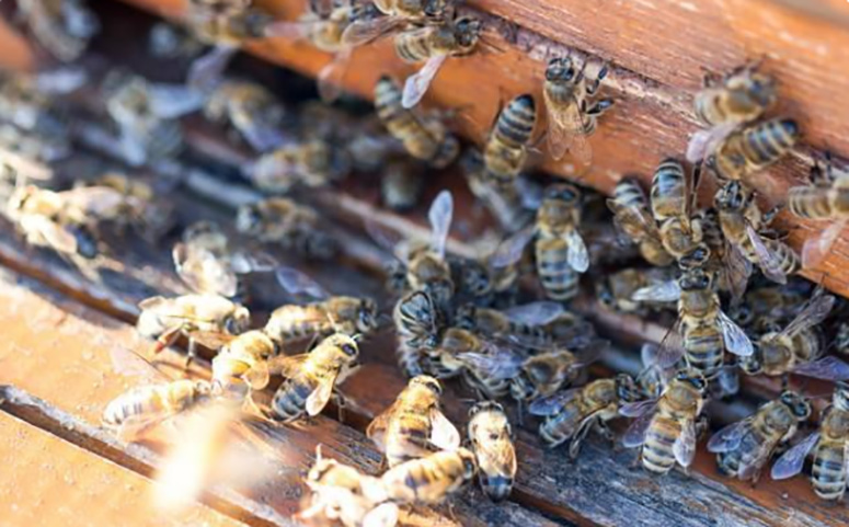 意蜂交尾箱可不可放在蜂場(chǎng)內(nèi)（交尾箱放在離蜂場(chǎng)多遠(yuǎn)位置才最好）