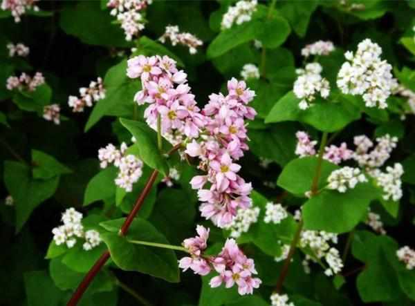 南方蜜源植物產(chǎn)蜜量排行榜(細(xì)數(shù)南方的蜜源植物有哪些)