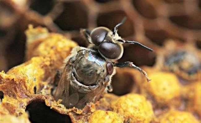 一天之內(nèi)蜂王什么時(shí)候產(chǎn)卵？