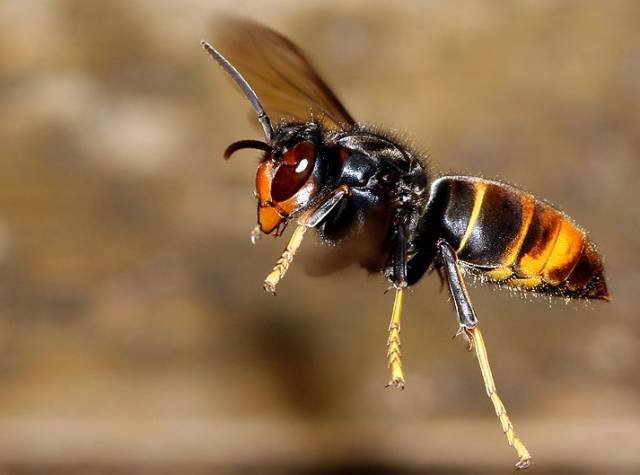 常見胡蜂種類大全（胡蜂的種類及介紹）
