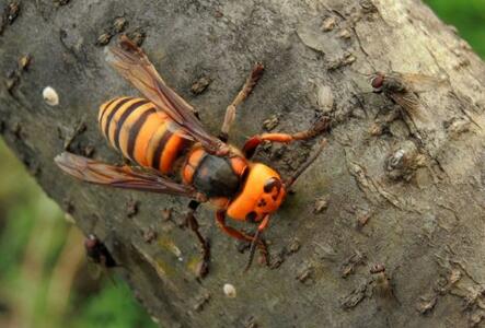 常見胡蜂種類大全（胡蜂的種類及介紹）