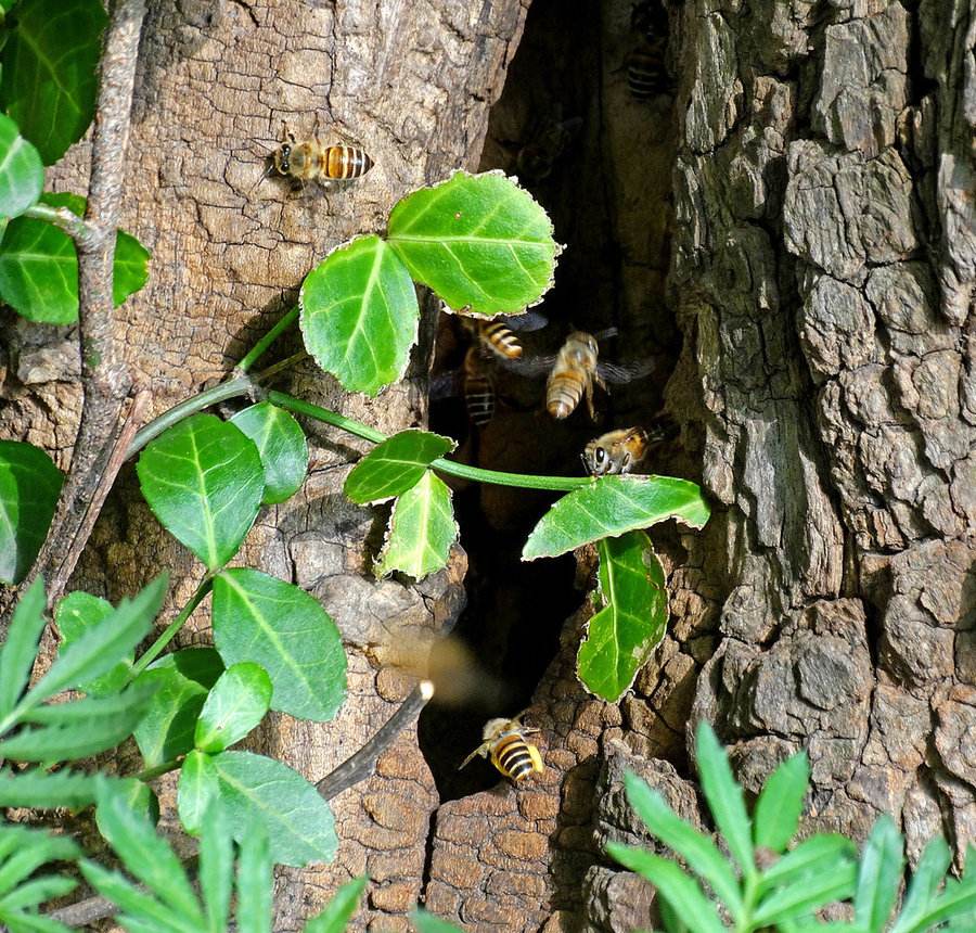 如何用空蜂箱吸引蜜蜂？