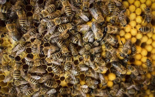 【蜜蜂知識】雄蜂多是什么原因？