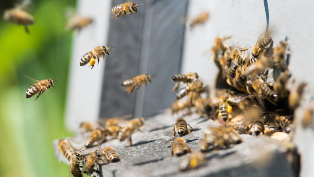 蜂王不產卵工蜂不出勤是什么原因（外界有蜜源，蜂王不產卵，工蜂不采蜜，飼喂不存蜜是什么問題）
