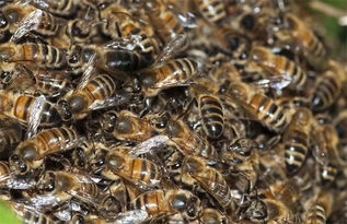 蜂王不產卵工蜂不出勤是什么原因（外界有蜜源，蜂王不產卵，工蜂不采蜜，飼喂不存蜜是什么問題）