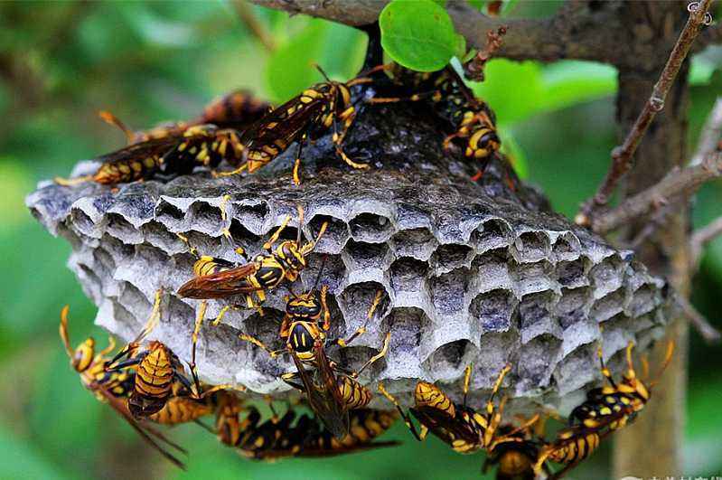 被一只馬蜂蟄了有事嗎？要不要緊？怎么辦(關(guān)鍵看是否過敏體質(zhì))