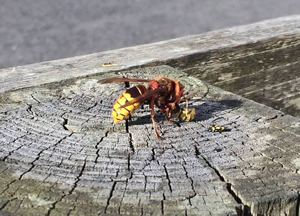 被一只馬蜂蟄了有事嗎？要不要緊？怎么辦(關(guān)鍵看是否過敏體質(zhì))