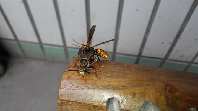 被一只馬蜂蟄了有事嗎？要不要緊？怎么辦(關(guān)鍵看是否過敏體質(zhì))