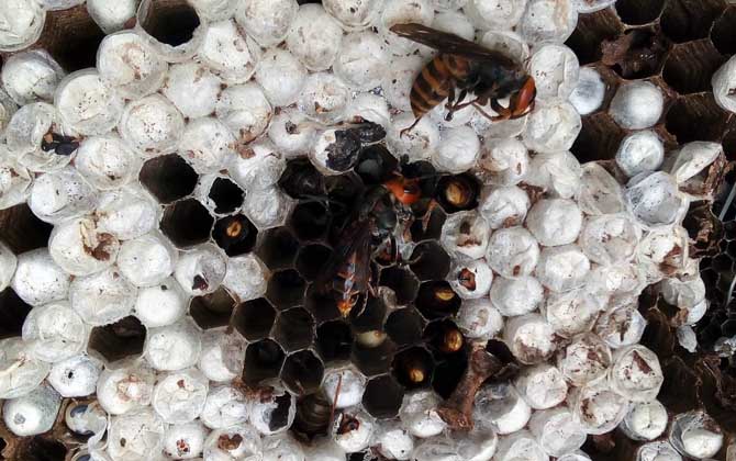 馬蜂有蜂蜜嗎（馬蜂的蜂窩里有蜂蜜嗎）