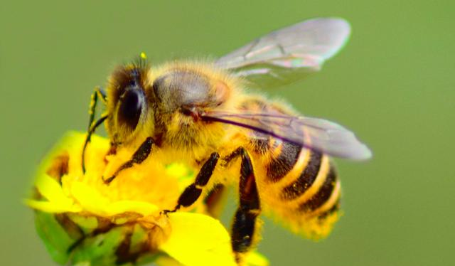 松丹一號二號蜂王多少錢一個(gè)（松丹一號推廣利用情況）