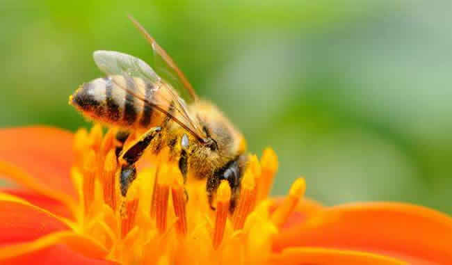 怎么引來蜜蜂自己養殖？