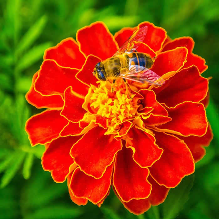 蜜蜂釀蜜過(guò)程是怎樣的？