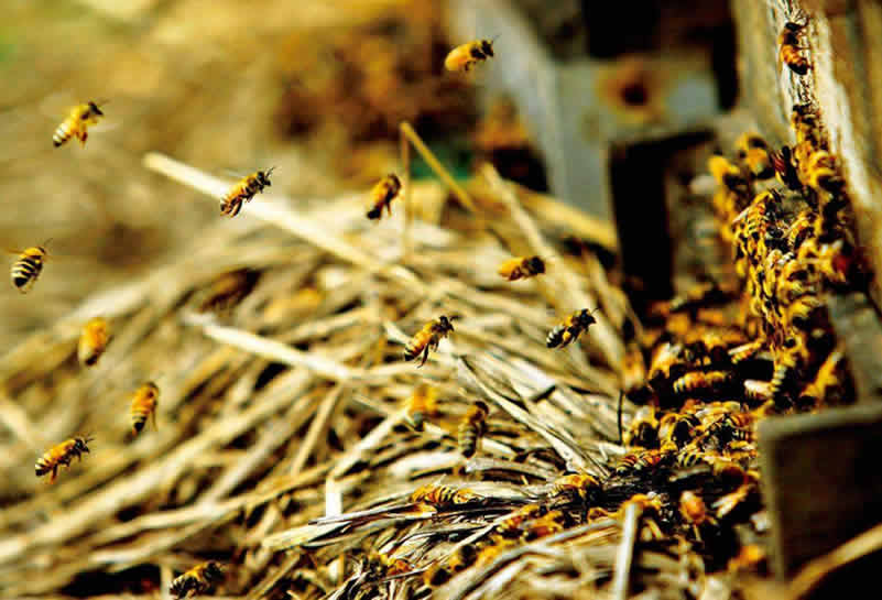 蜜蜂釀蜜過(guò)程是怎樣的？