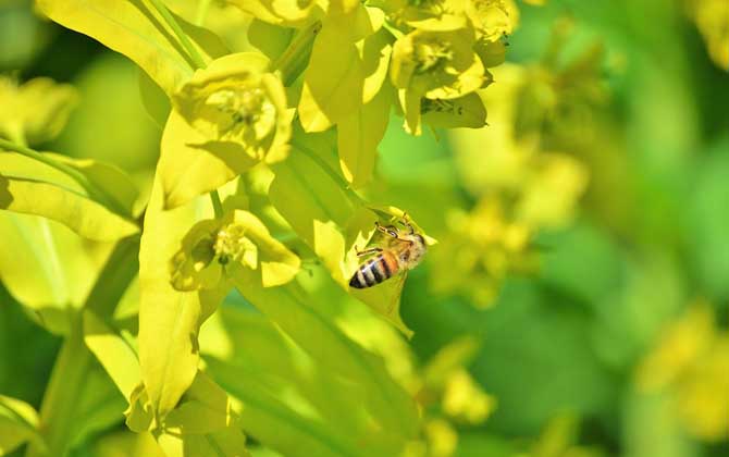 有哪些粉源植物種類（主要粉源植物）