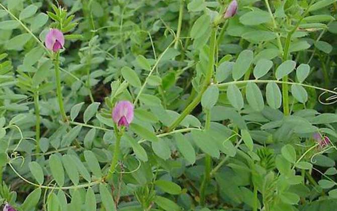 有哪些粉源植物種類（主要粉源植物）