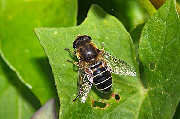 有蜂子無(wú)蜂王工蜂會(huì)產(chǎn)卵嗎（工蜂產(chǎn)卵也有條件）