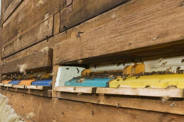 家庭怎樣從零開始養蜂（家庭養蜂技術新手入門）