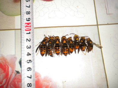 胡蜂蜂王和工蜂的區別（胡蜂工蜂與蜂王怎么分）