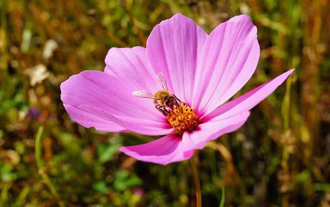 養(yǎng)十箱蜂一年賺多少錢？