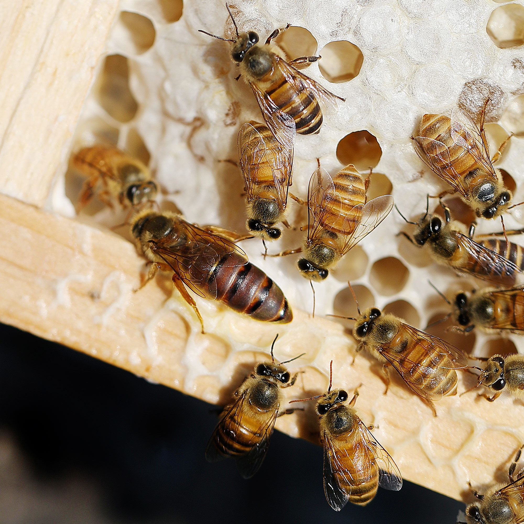 在大蜂場(chǎng)搖蜜是白天搖還是晚上搖（搖蜂蜜最好的時(shí)間）