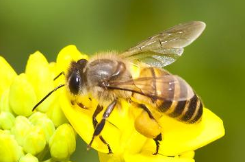 中國大虎頭蜂的生活習(xí)性(虎頭蜂的棲息環(huán)境）