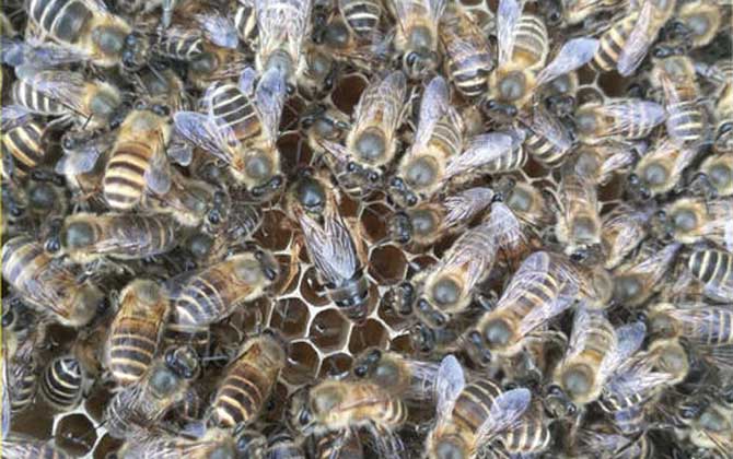 中蜂阿壩王對(duì)氣候有什么要求（阿壩中蜂是不是不耐熱）