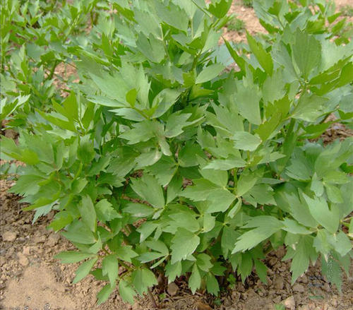 當歸植物有蜜嗎(當歸花開花有蜜嗎)